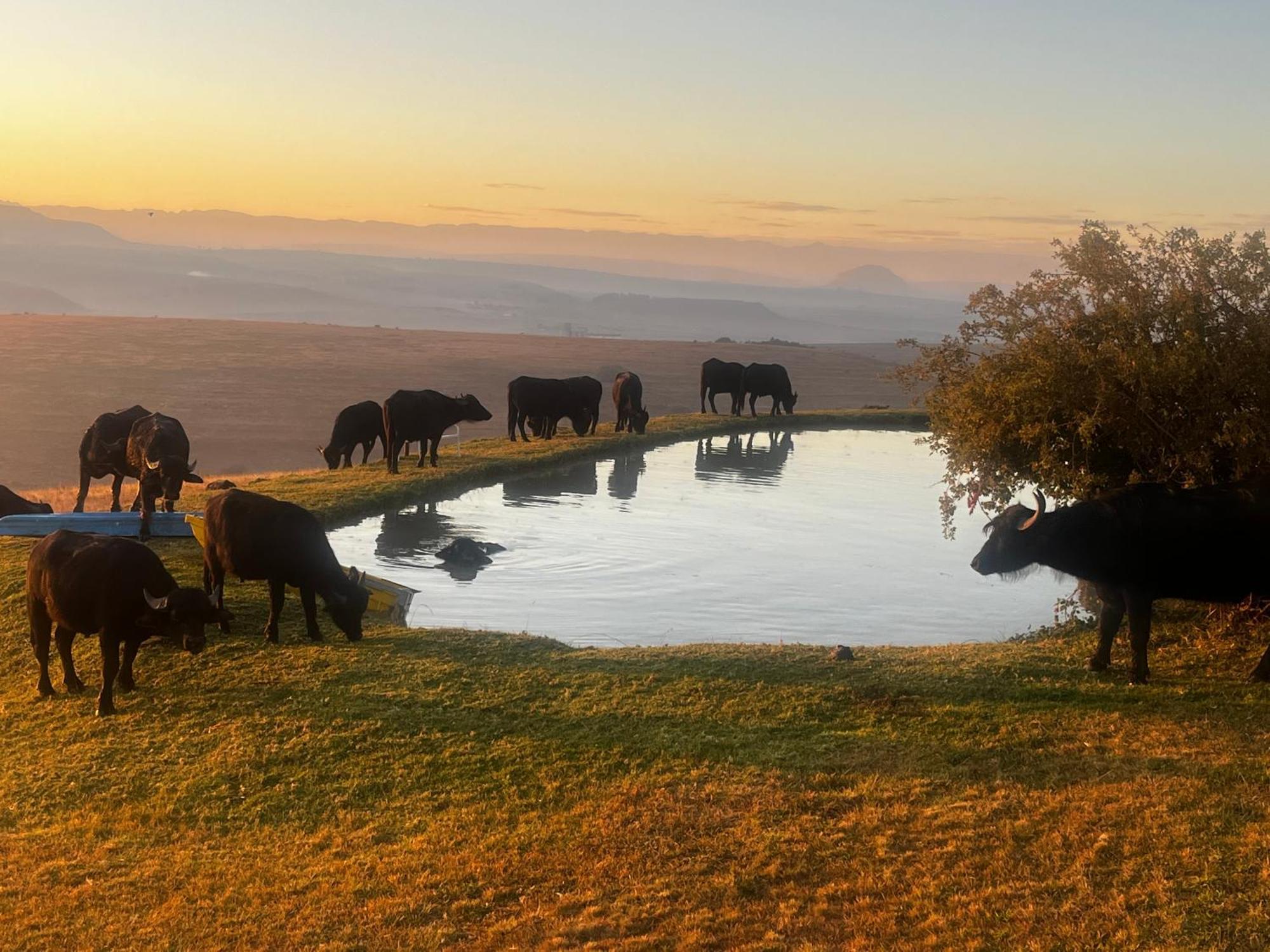 Uitzicht Private Nature Reserve And Lodge Fouriesburg Extérieur photo